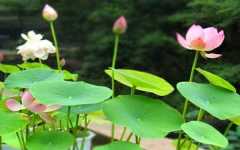 Họa phúc tương sinh