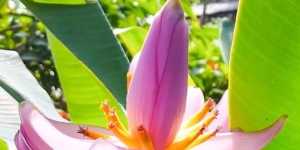 Làm sao trừ được khổ