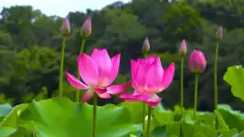 Ngọc quý trong hoa Sen