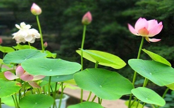 Họa phúc tương sinh