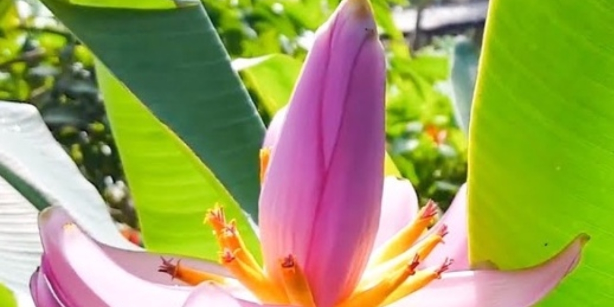 Làm sao trừ được khổ
