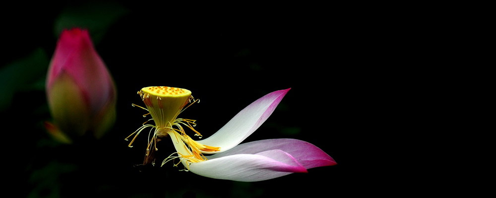 Vô thường là lẽ sống