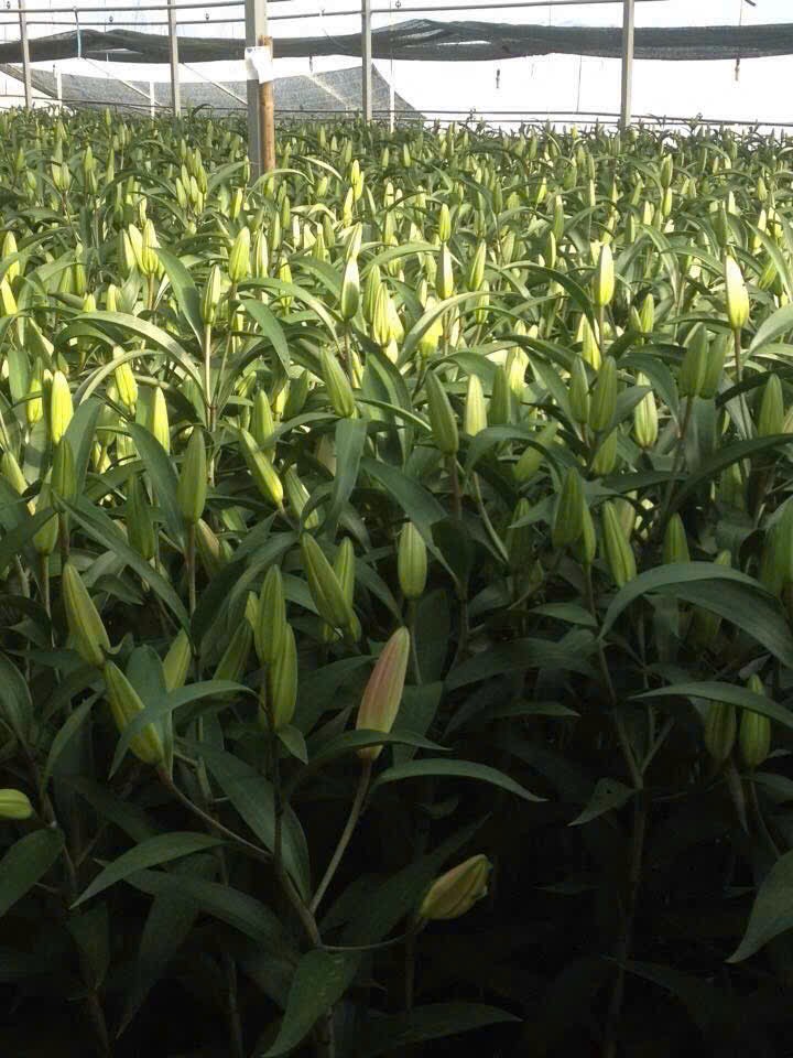 Vẻ đẹp rực rỡ của vườn hoa