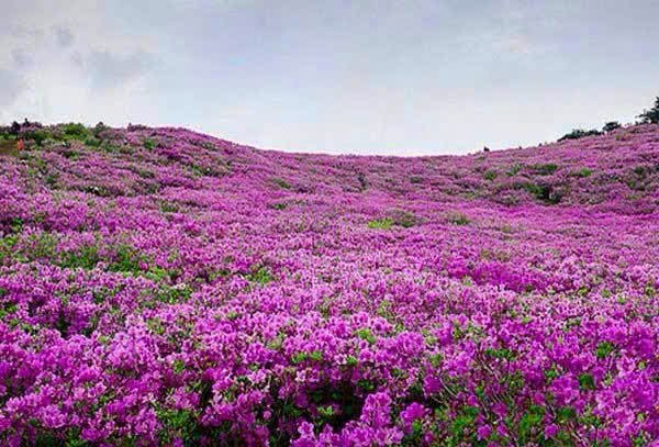 SẮC MÀU CÙNG NGÀN HOA