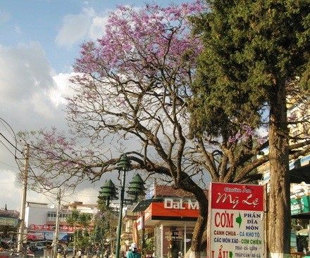 phố núi Đà Lạt 01